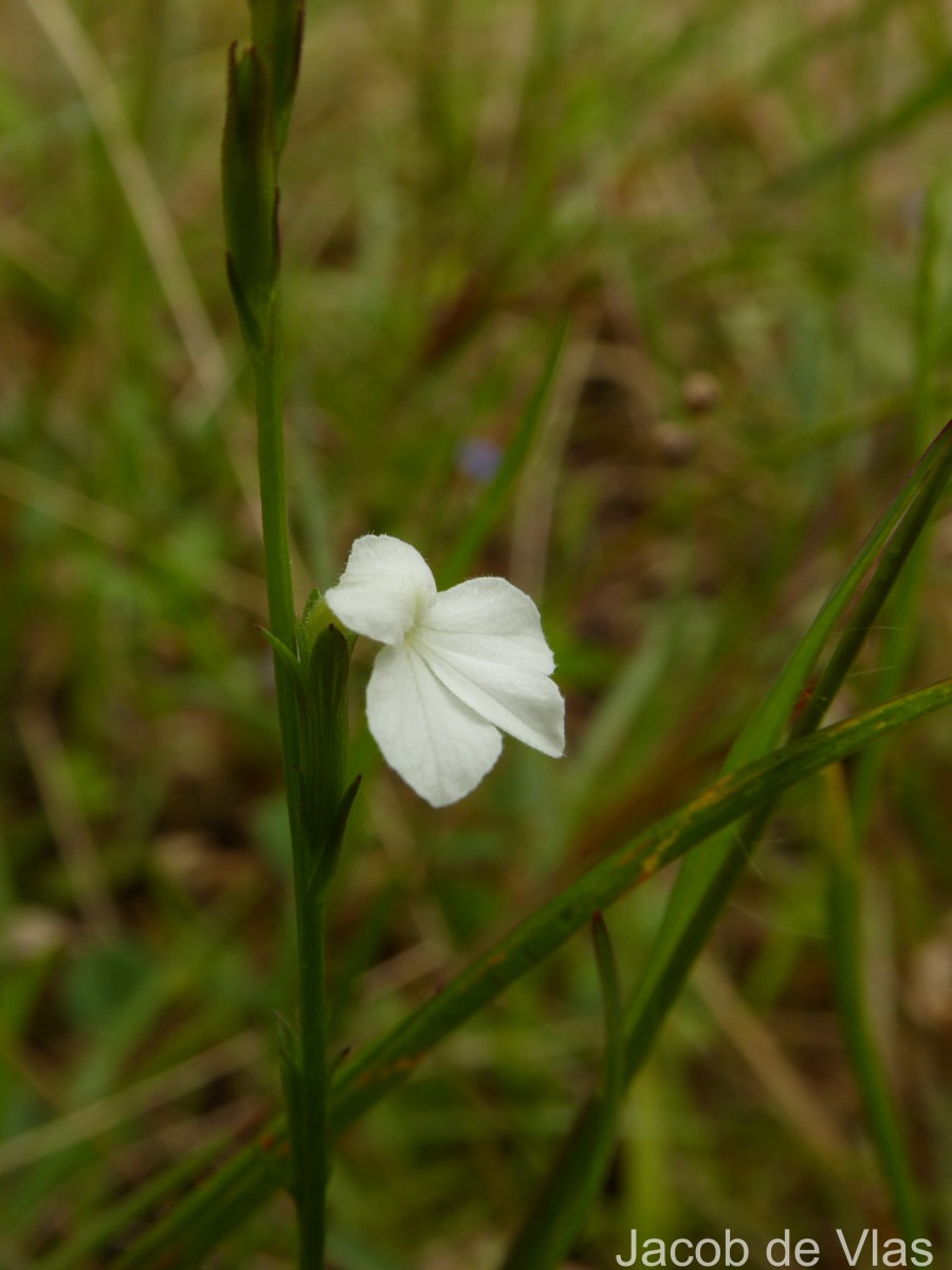 Striga angustifolia (D.Don) C.J.Saldanha